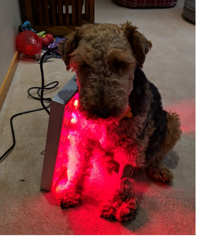 Dog using TrueLight red light therapy as a tool to help his body heal faster after having ACL surgery