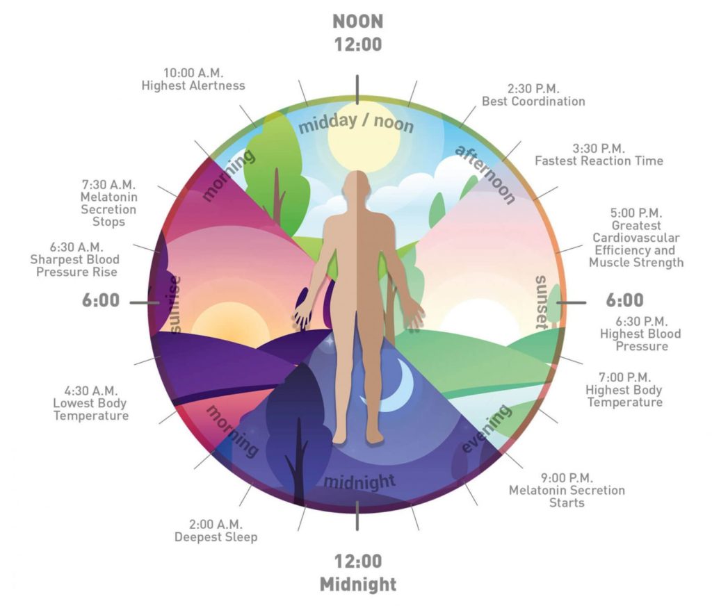clock showing circadian rhythm