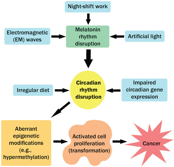diagram showing different circadian disruptive factors that lead to cancer