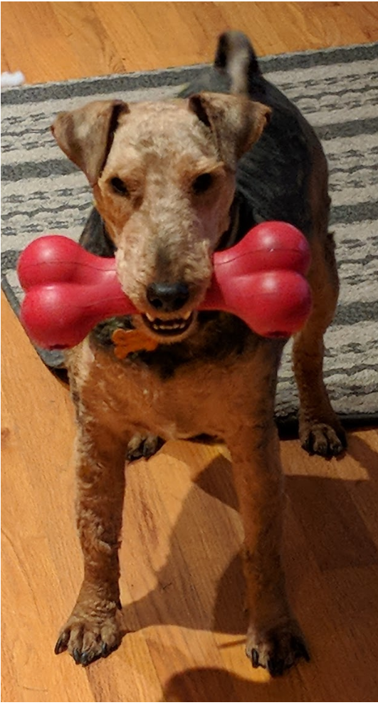 Dog with a kong