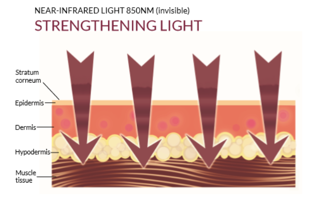 diagram showing how light interacts with skin