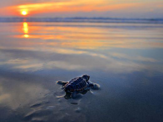 baby sea turtle making its way to the water