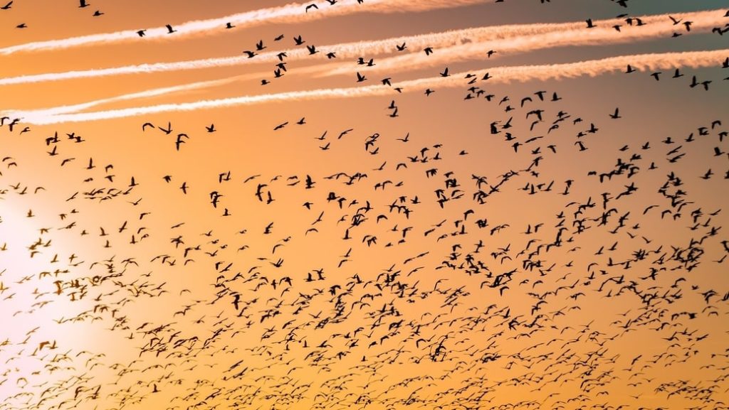 flock of birds migrating