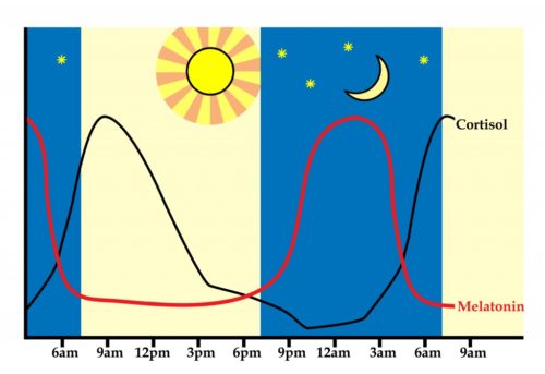 graph showing how Cortisol and melatonin affect your life throughout the day