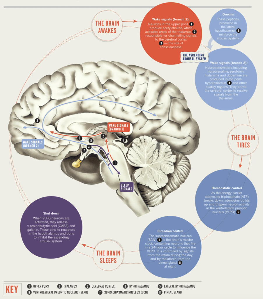 sleep-a-zzzz-what-you-need-to-know-about-sleep-and-health-truedark