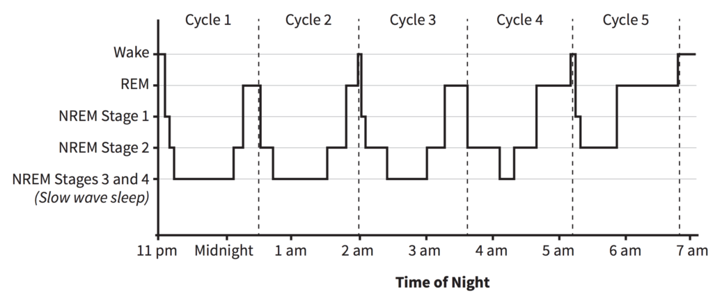 Sleep cycles during the night