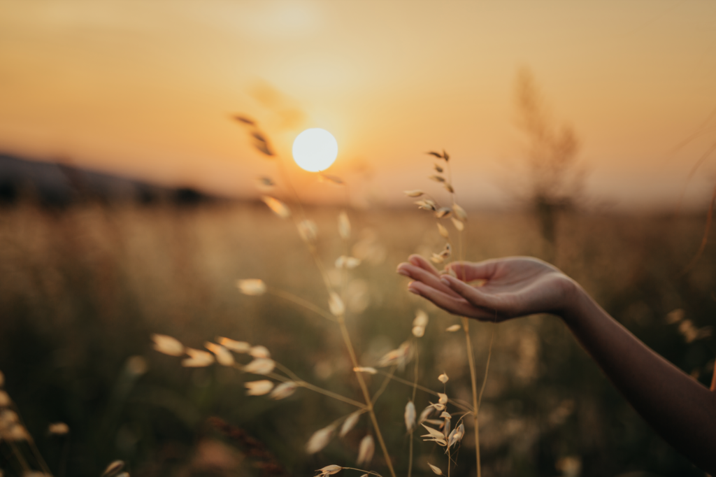 Handing holding wheat grain in the sunset