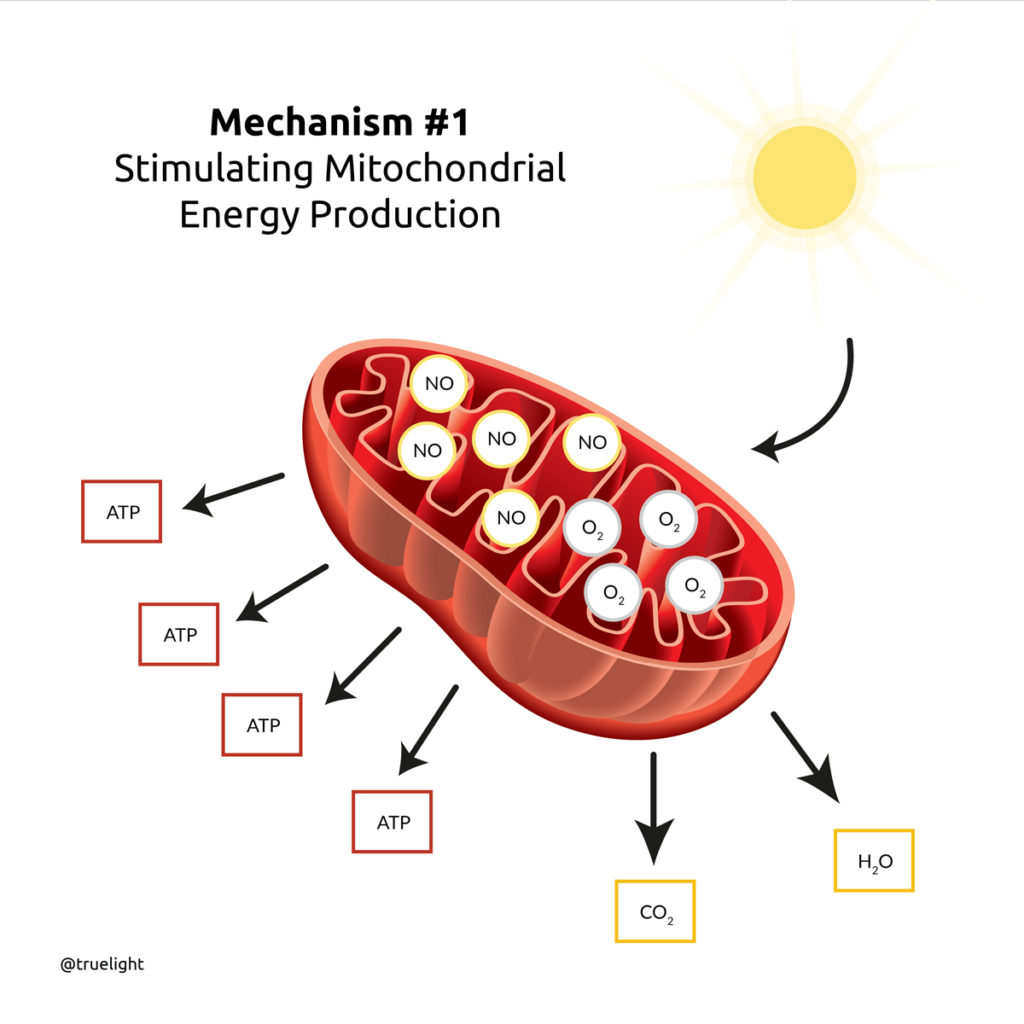 Cellular energy production diagram